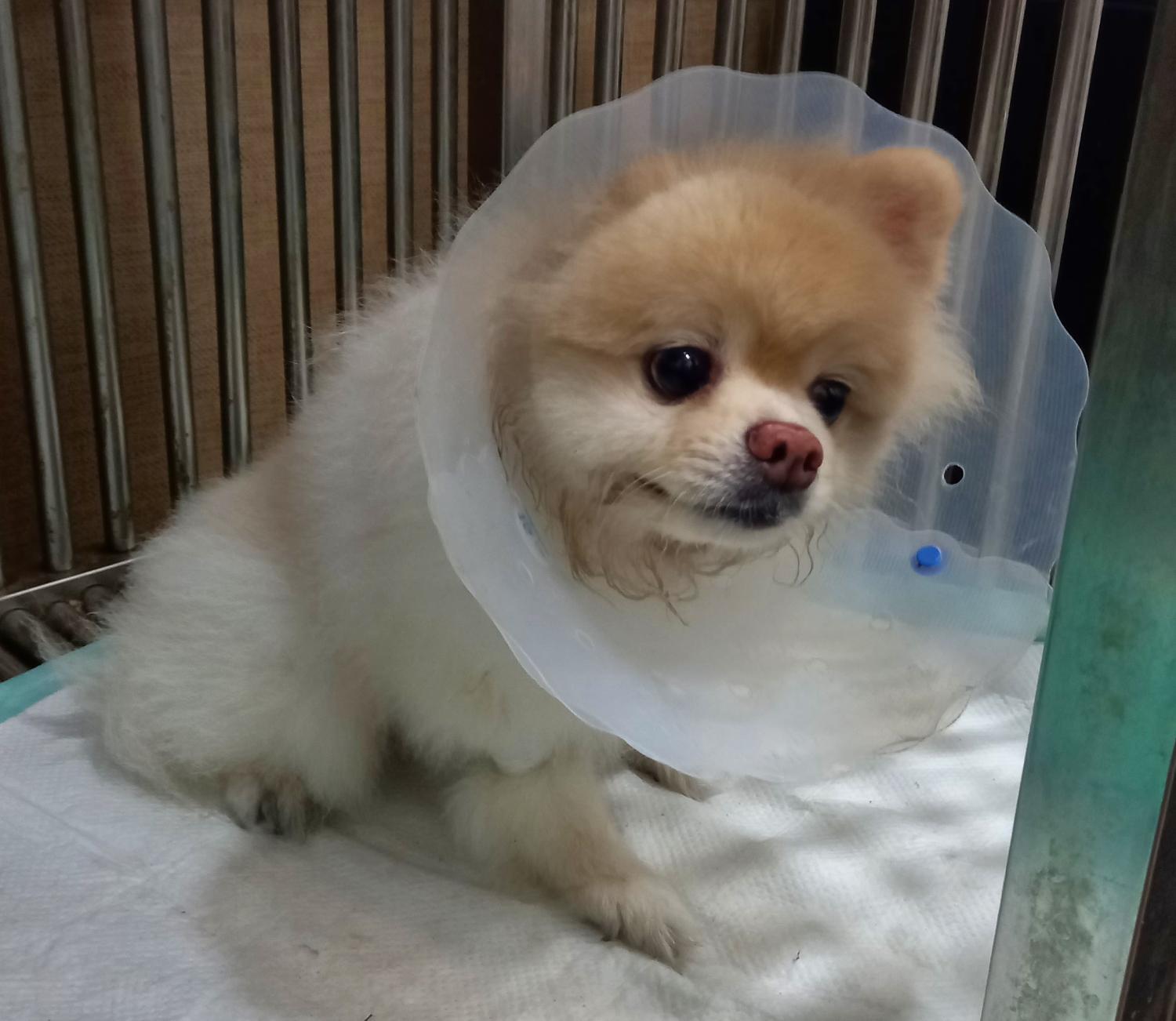 포메라니안 이미지 파일 입니다.